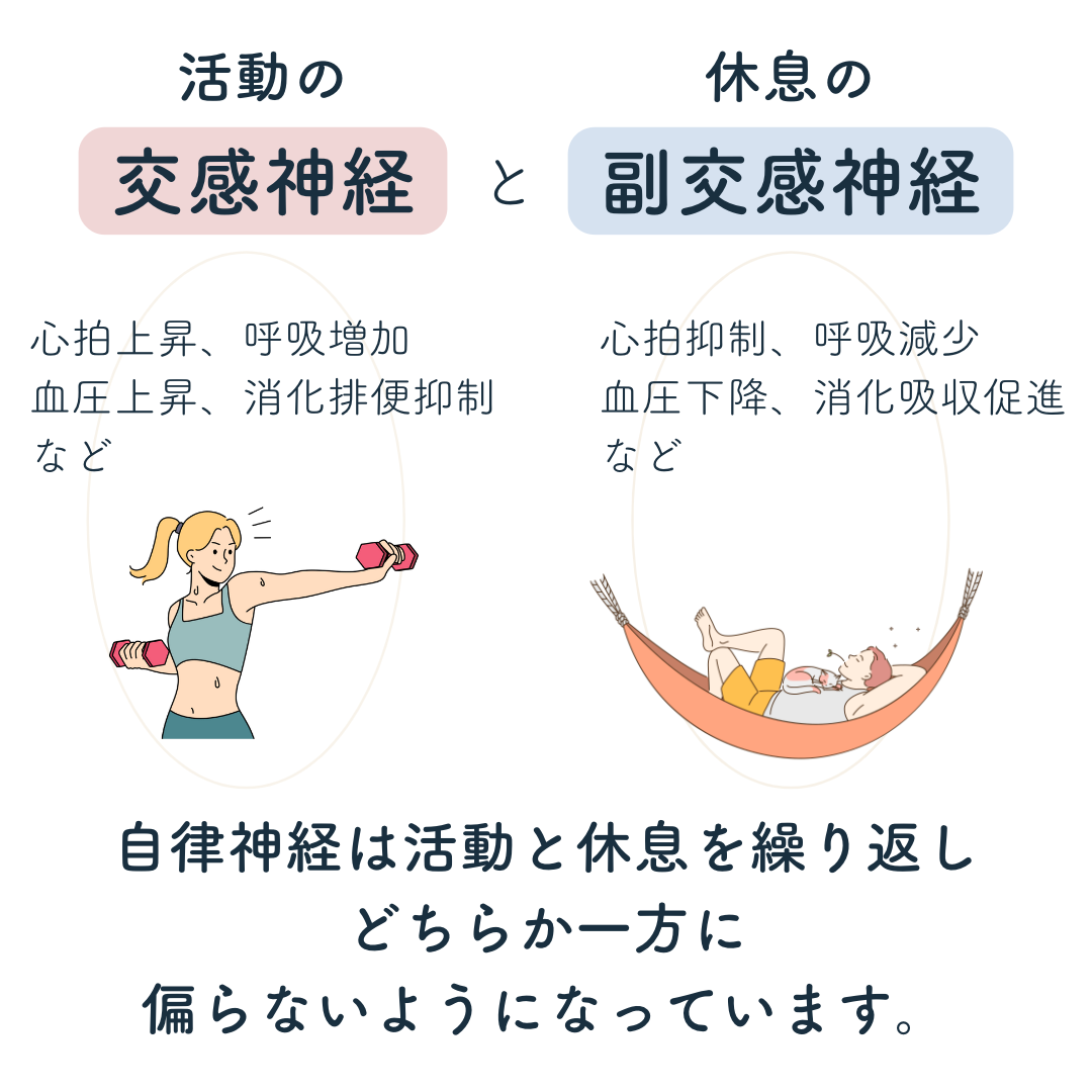 活動の神経である交感神経、休息の神経である副交感神経。この２つの自律神経は活動と休息を繰り返しながら、どちらかに偏り過ぎないようになっています。