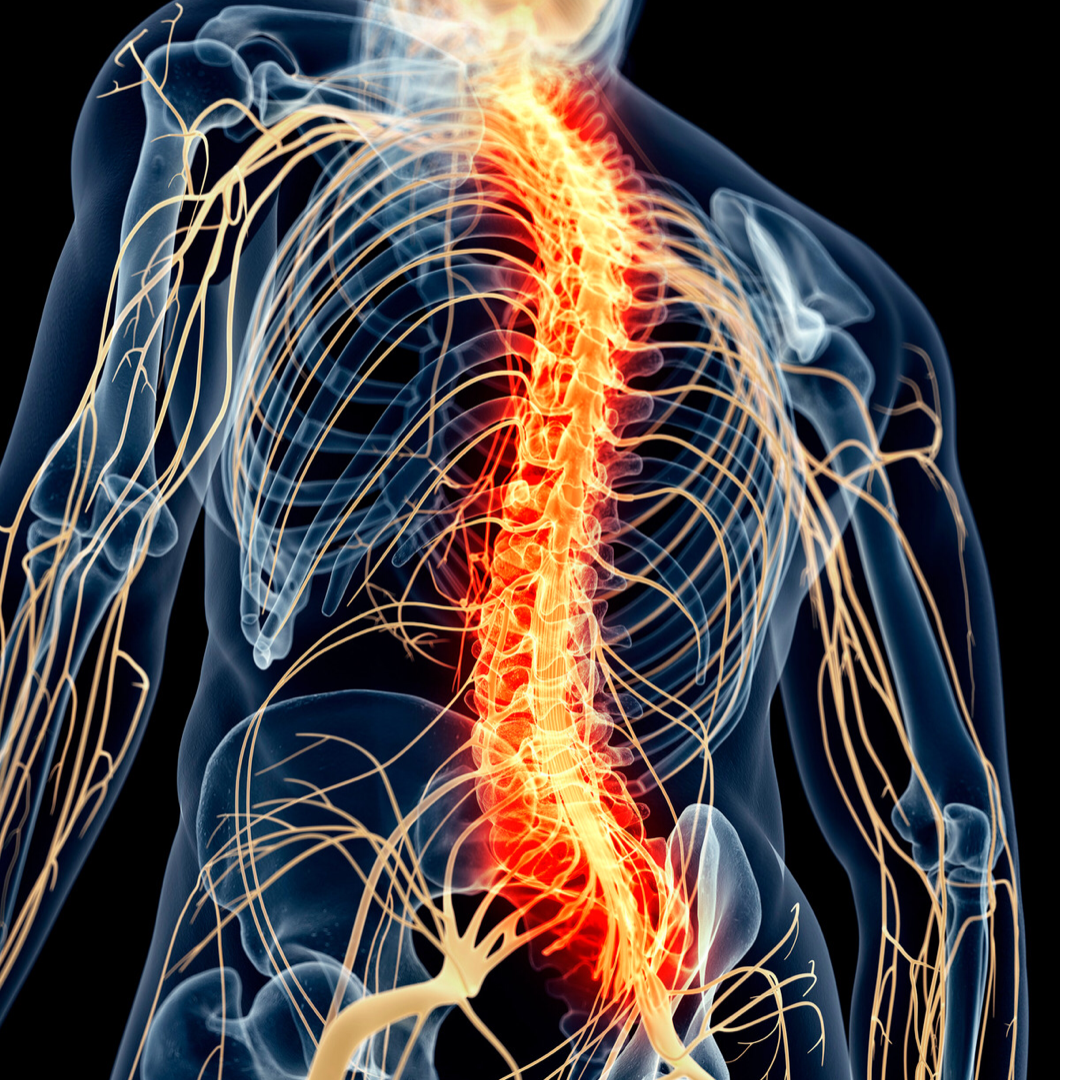 神経と背骨のイメージ
