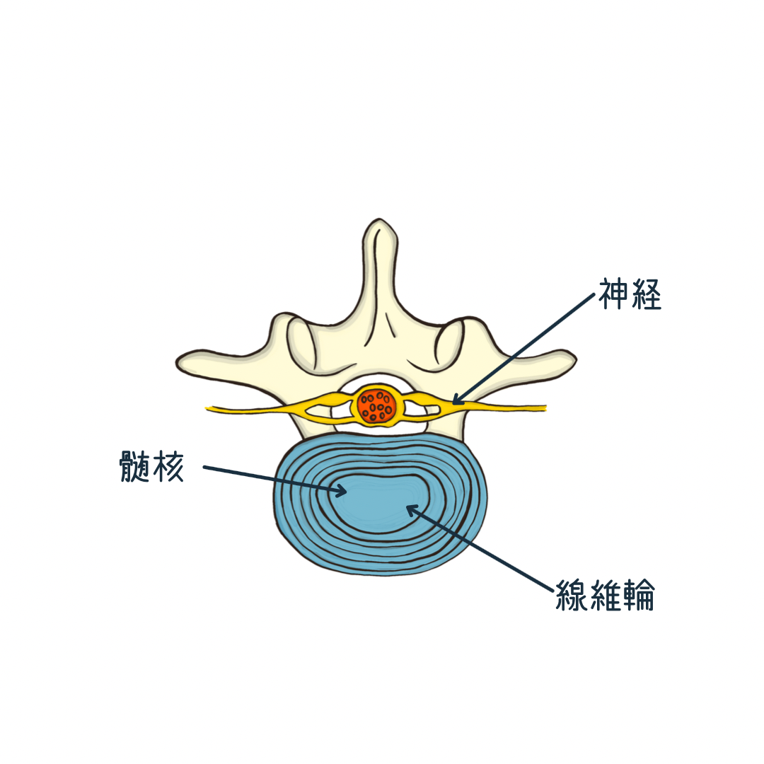 椎間板のイラスト