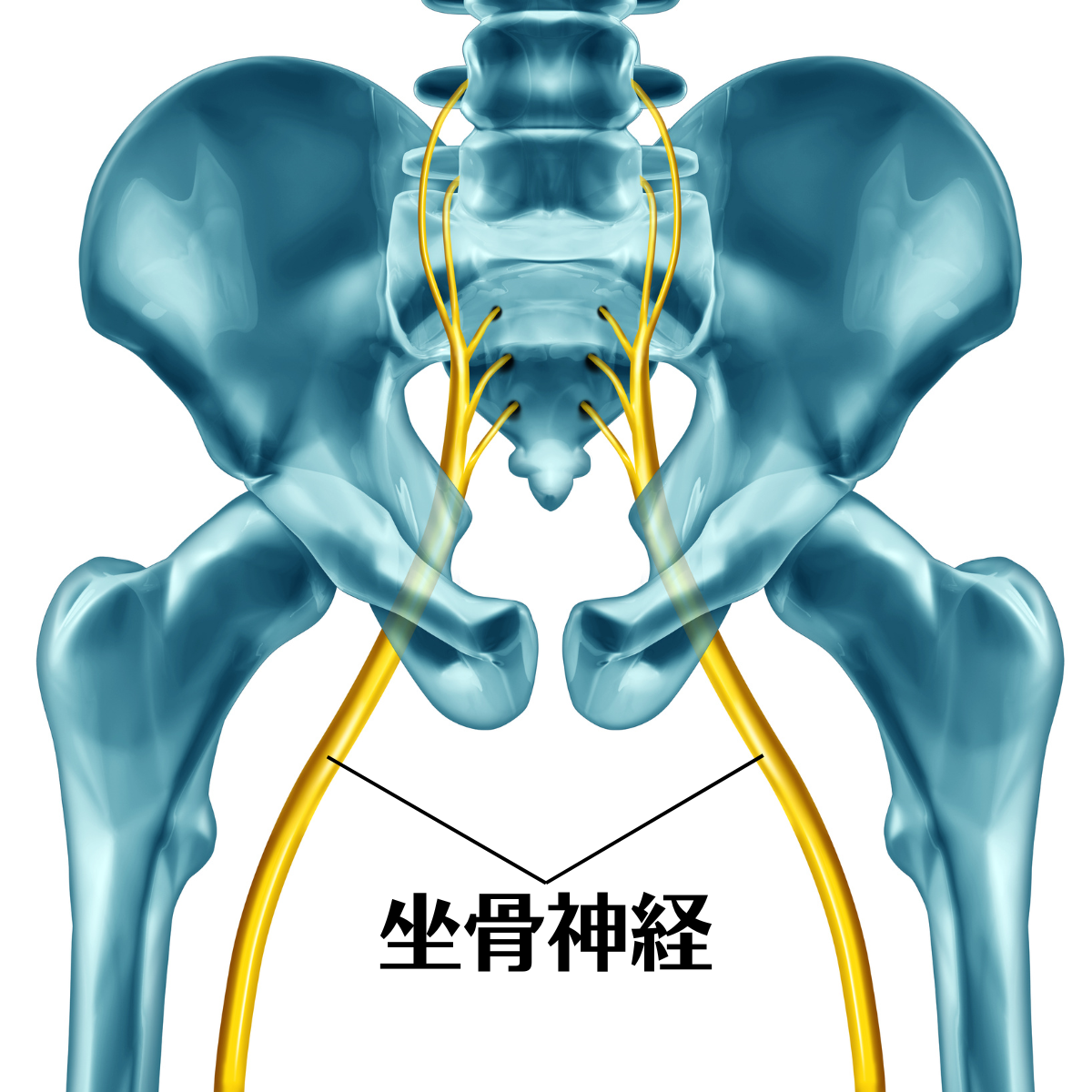 坐骨神経の説明イラスト