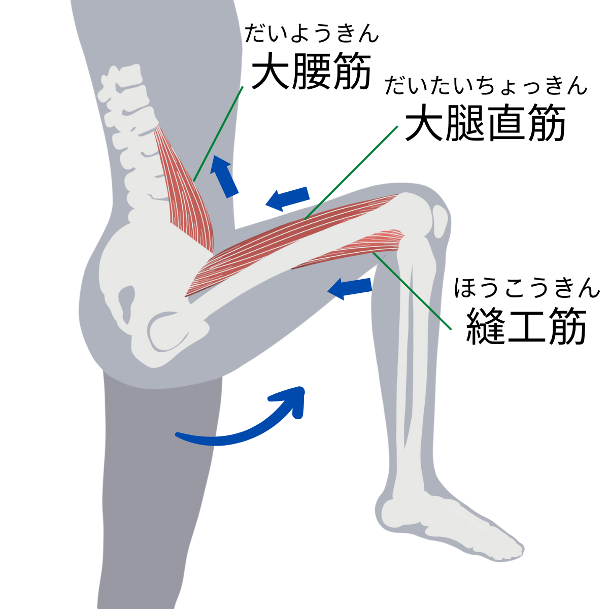 体幹から下肢にかけての筋肉のアライメントの説明