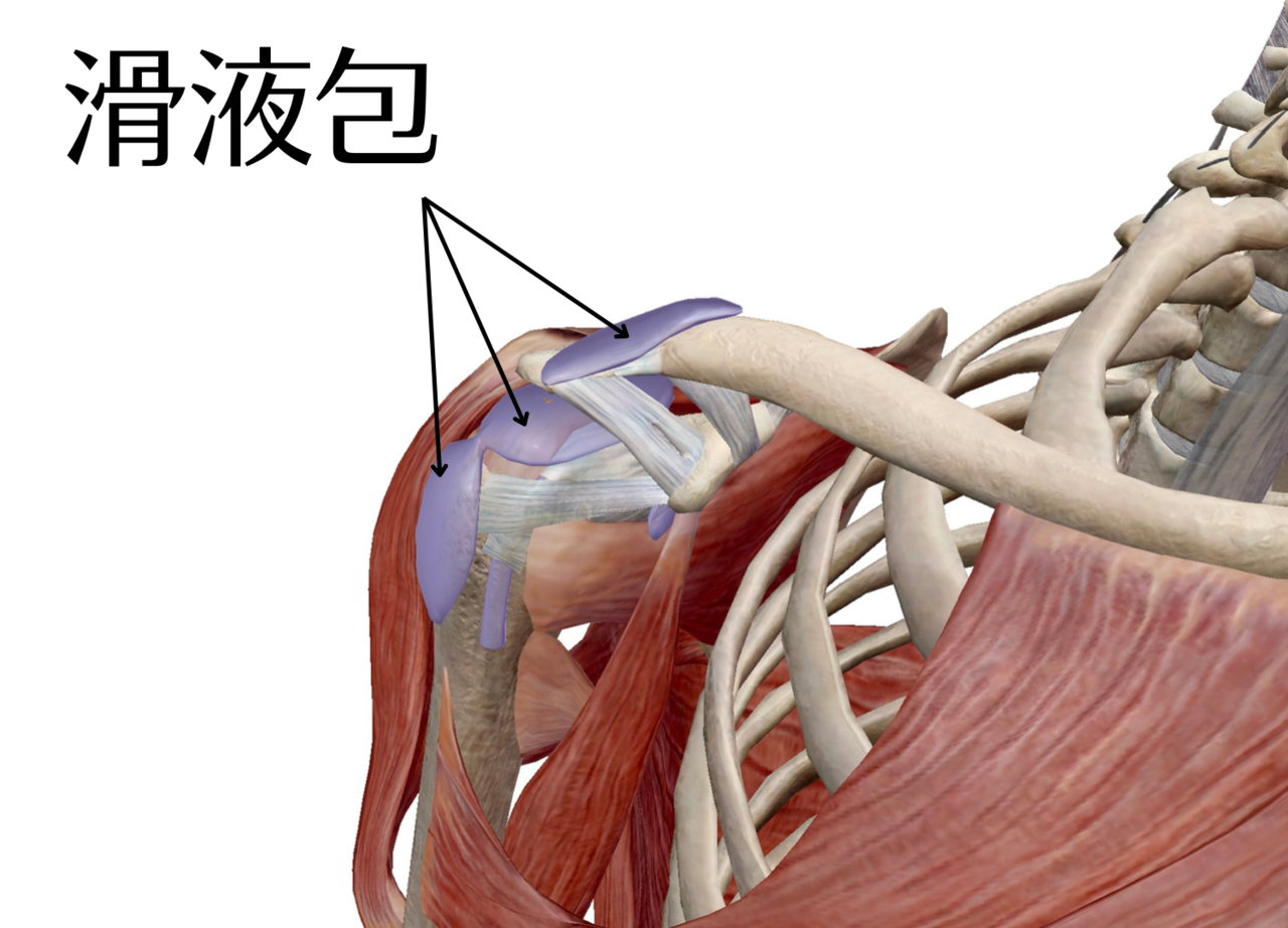 肩関節の詳細なイメージ図。滑液包がどこにあるのかを分かりやすく図解したもの。