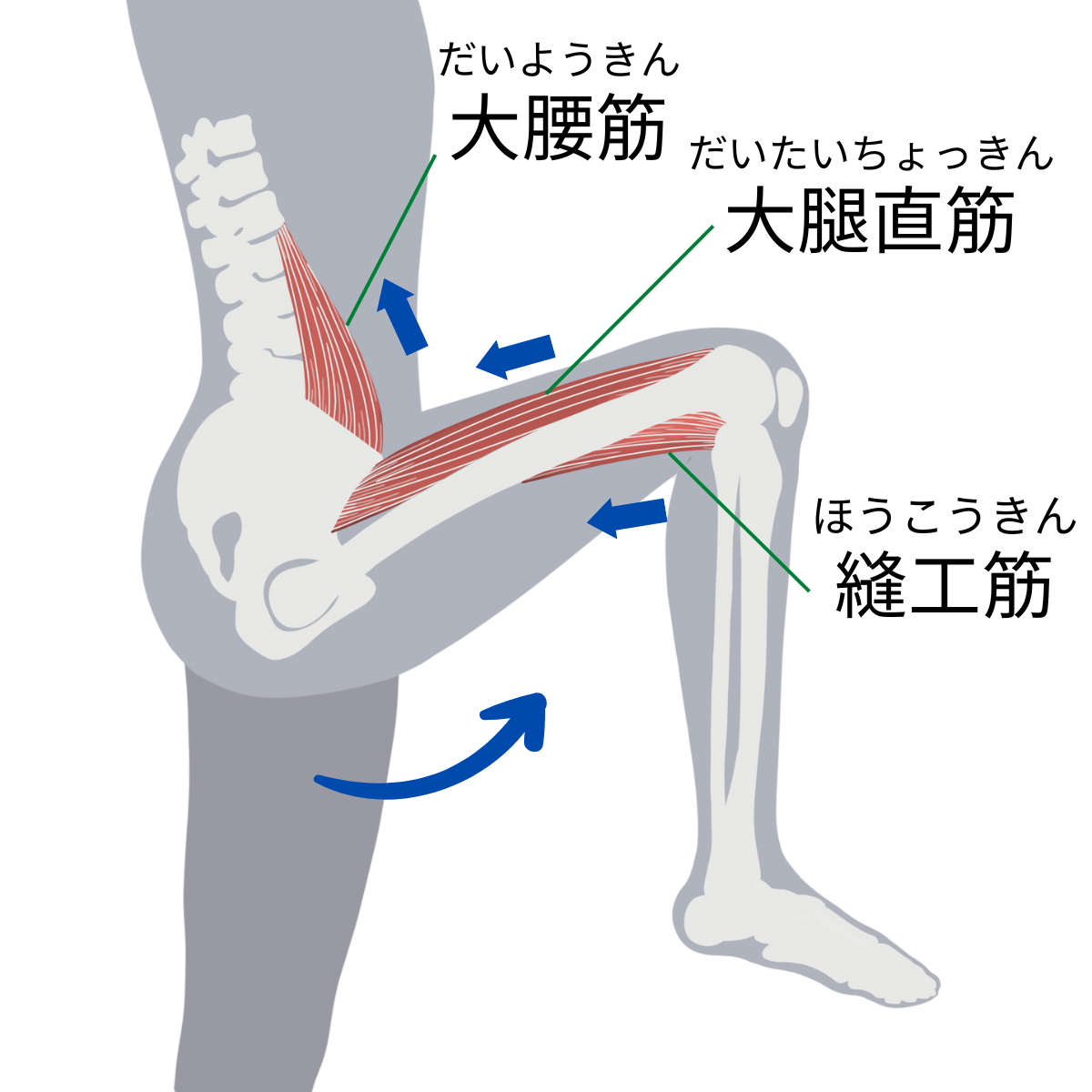 大腰筋のイラスト