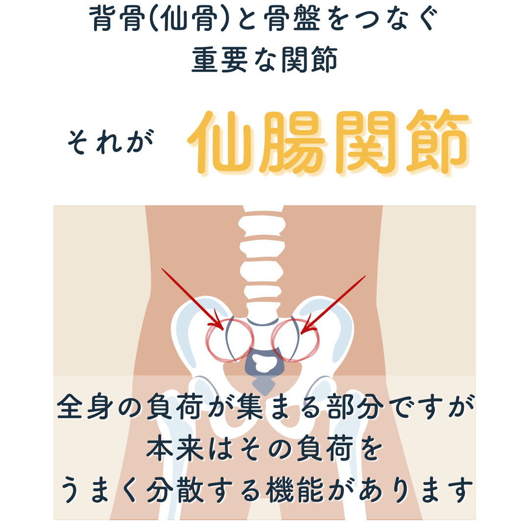 背骨と骨盤をつなぐ重要な関節。それが仙腸関節です。