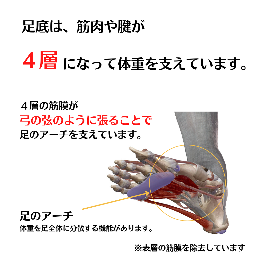 足底は筋肉や腱が４層になっていて足のアーチを作り体重を支えています。