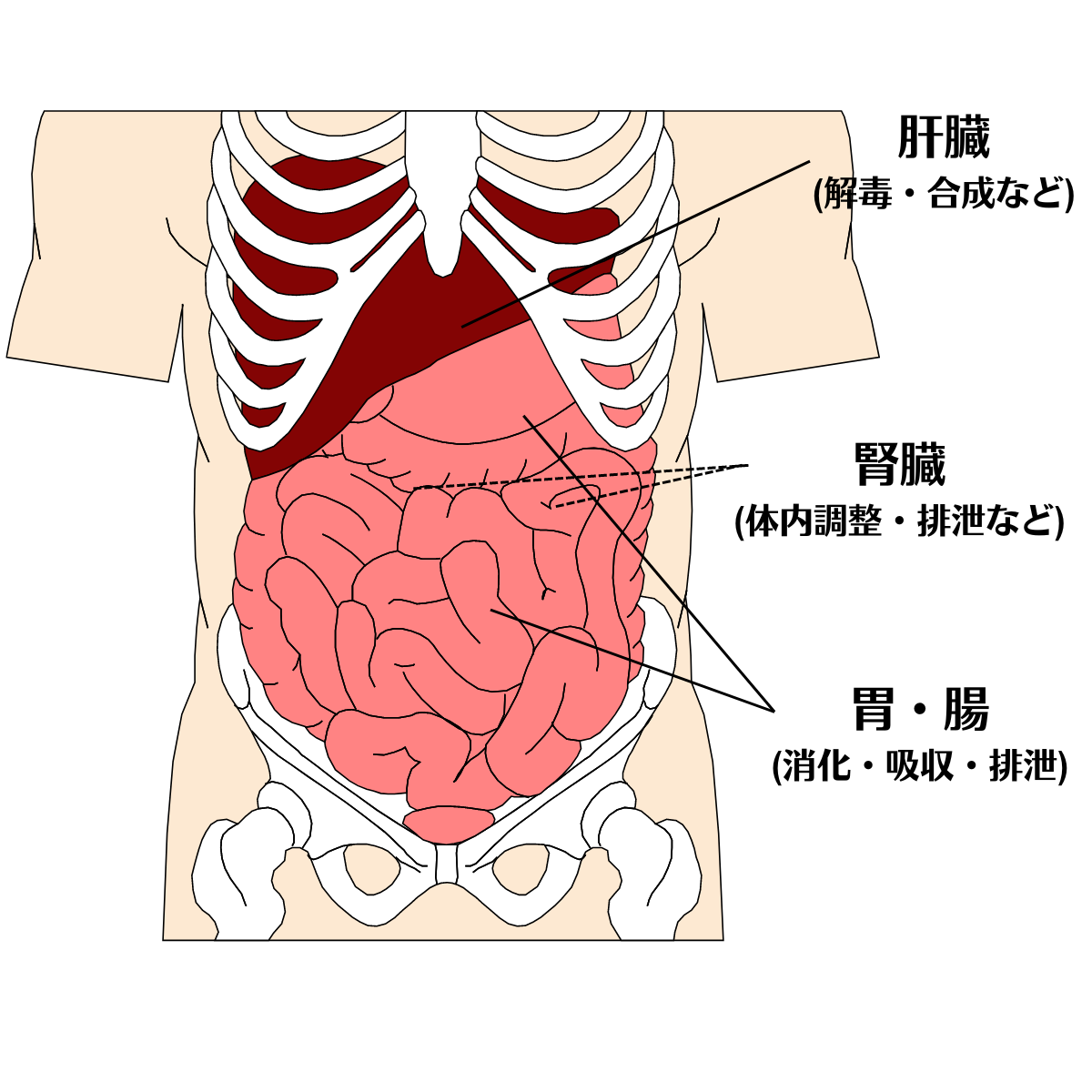 内臓疲労の説明イラスト