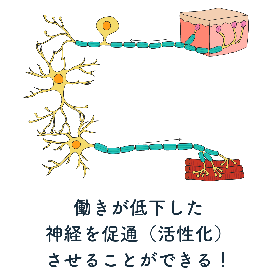 神経の働きが回復すると、腕や脚の筋肉に、脳からの命令が届くようになります。つまり、麻痺が改善！