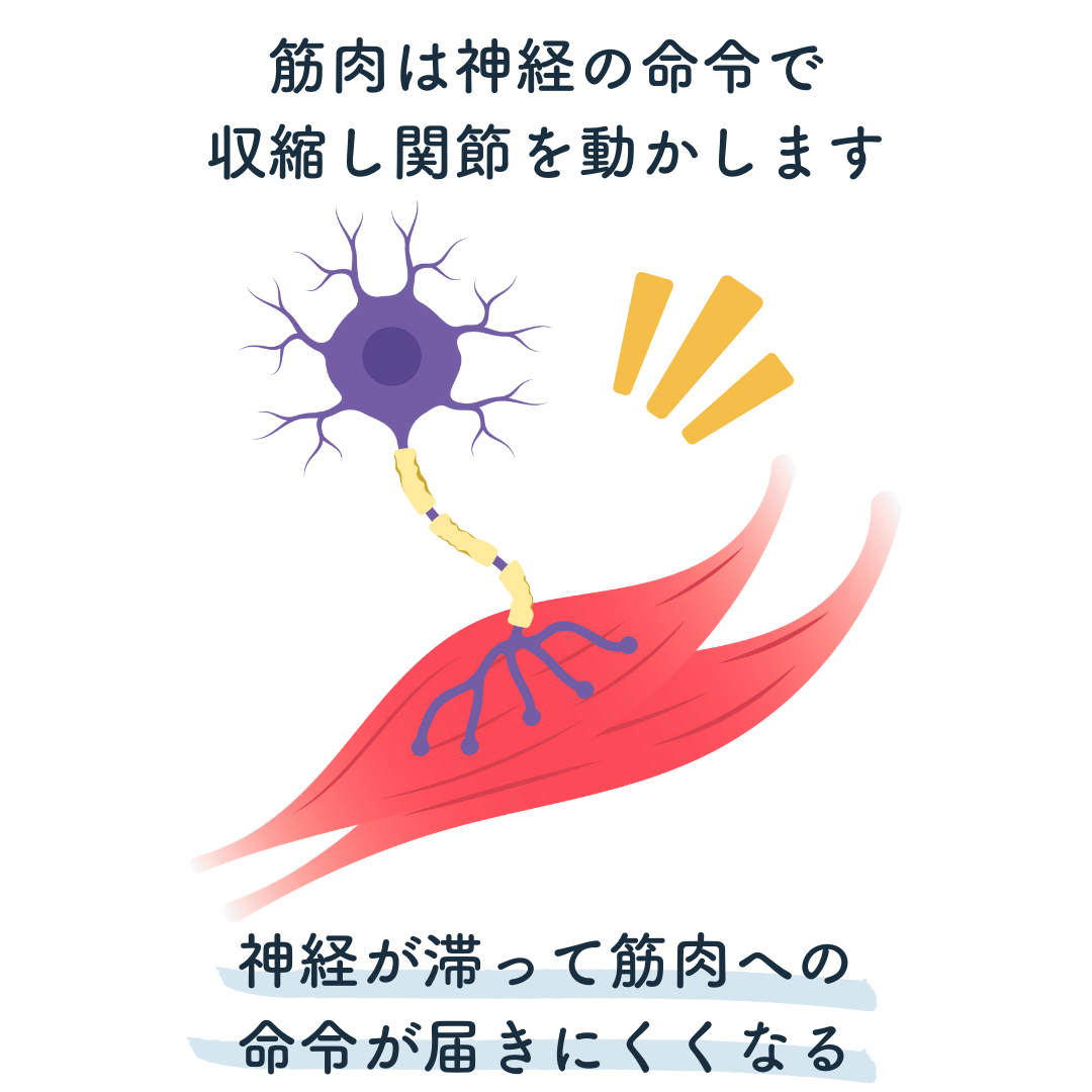 筋肉は神経の命令で収縮して関節を動かします。神経が滞って筋肉に命令が届きにくくなる。