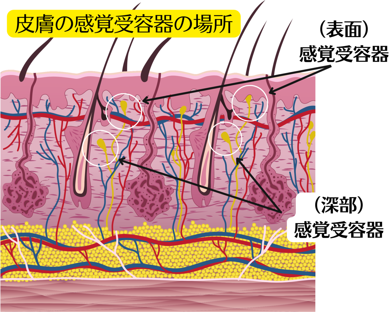 皮膚にある感覚受容器の構造